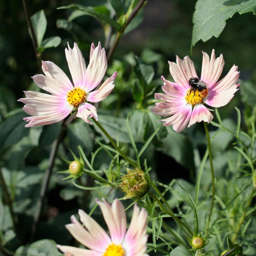 Gartensommer